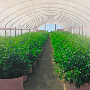 Weed farm Oklahoma