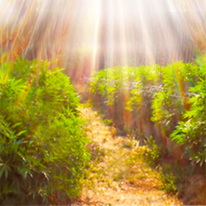 Humboldt County Cannabis