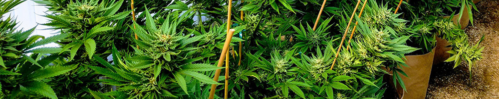 Oklahoma Cannabis News